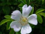 fleur ?